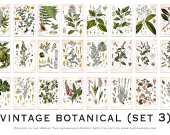 May include: Set of 24 vintage botanical illustrations featuring various plants and flowers. The illustrations are in a detailed, realistic style and are printed in a muted color palette. The illustrations are perfect for adding a touch of nature to any home decor.