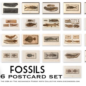 Vintage Fossilien Postkarten Set, 26 Postkarten, Naturgeschichte, Geologie, Scrapbooking Postkarten, Vintage Illustrationen, Tierfossilien