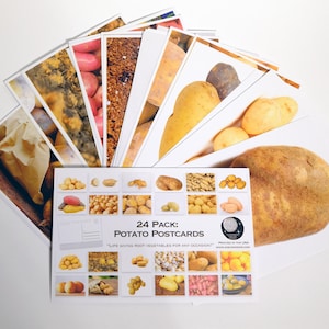 Kartoffel Postkarten Set - 24 Postkarten - Viele Sorten von Kartoffeln - Rostbraun - Baby Rot - Scrapbooking Postkarten - witziges Geschenk - mail