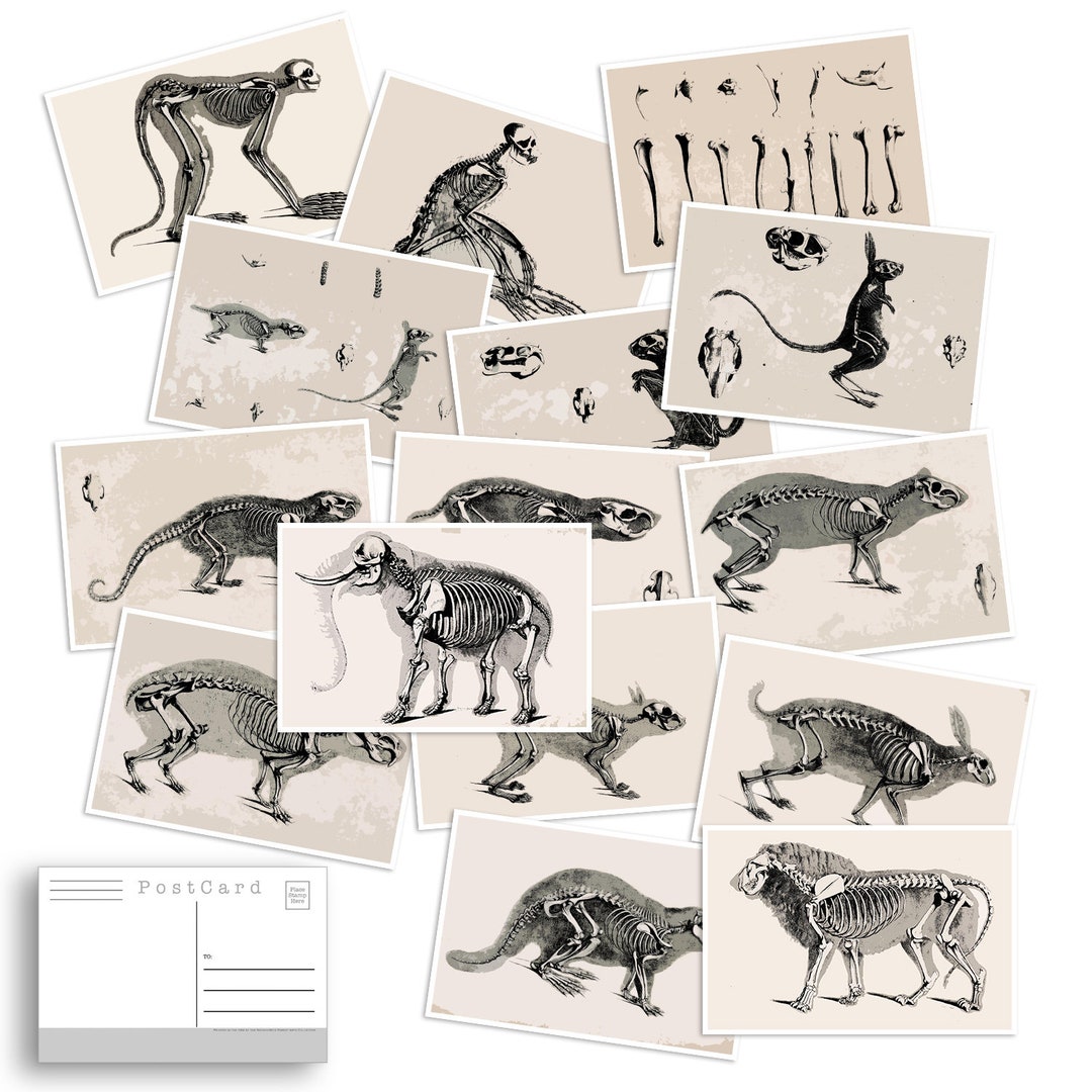 Vintage Animal Skeleton Postcard Set | Anatomy Illustrations - Etsy