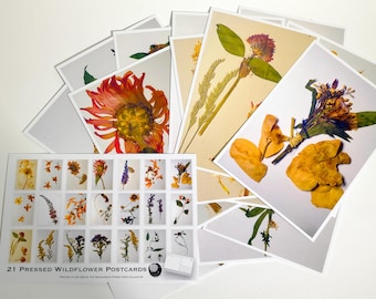 Postal fotográfica de flores silvestres prensadas de Nueva Inglaterra - Juego de 21