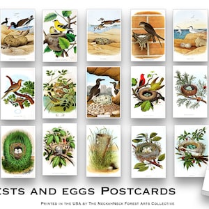 Vintage Nests and Eggs NEW Postcard Set - Set of 20 Post cards - Illustrations - Nature - Scrapbooking - Natural - bird watching - birds