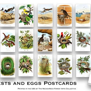 NUEVO juego de postales Vintage Nests and Eggs - Juego de 20 postales - Ilustraciones - Naturaleza - Scrapbooking - Natural - observación de aves - aves