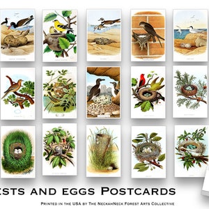 Artist Postcard Sets – The NeckahNeck Forest Arts Collective