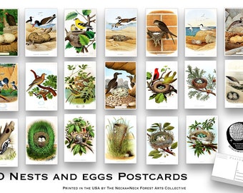 May include: Set of 20 postcards featuring colorful illustrations of birds and their nests with eggs. The postcards are printed on white cardstock and have a blank back for writing.