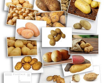Potato Postcard Set - Set of 24 Postcards - Many Varieties of Potatoes - Russet - Baby Red - Scrapbooking Post Cards - funny gift - mail