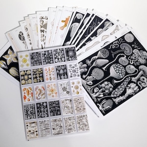Natural Wonders Postcard Set - Set of 25 Postcards - Vintage - Nature - Scrapbooking Post Cards