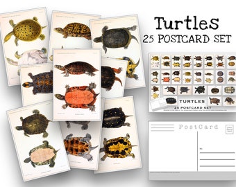 Turtles Postcard Set - Set of 25 Postcards - Vintage Turtle Illistrations - Nature - Scrapbooking Post Cards - Natural Wonders