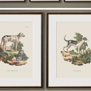 Vintage Dog Prints, Antique Dog Illustrations, Gift for a Dog Lover, Vintage Animal Prints, Antique Animal Art Prints, Vintage Nature Art