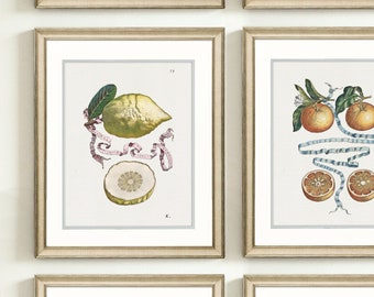 Vintage Citrus Botanical Art Prints, Set of 9 Original Watercolor Art Prints