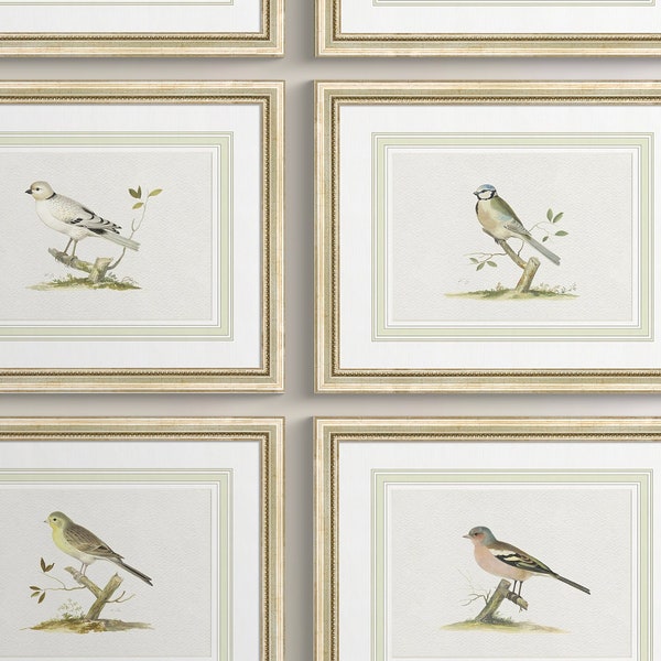 Aviário emoldurado: Escolha entre até 9 gravuras antigas em aquarela de pássaros emolduradas, impressão artística de arquivo em papel aquarela italiano importado.
