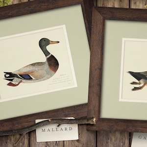 Vintage 18th c. Duck Paintings, Antique Animal Illustrations, Rustic Art for Boy's Room Nursery Lake House or Office, Gift for Hunter
