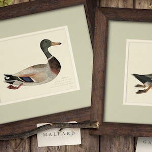 Framed Vintage 18th c. Duck Paintings, Rustic Art Prints for Boy&#39;s Room Nursery Lake House or Office, Gift for Hunter or Outdoorsman