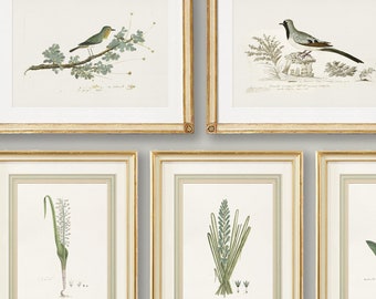 Botanicals & Birds: Juego de 10 impresiones de arte de pared antiguas de botánicos y pájaros, impresión de arte de archivo en papel de acuarela italiano importado