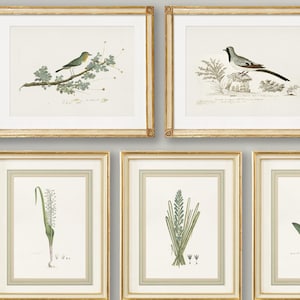 Botanicals & Birds: Set of 10 Antique Botanical and Bird Wall Art Prints, Archival Art Print on Imported Italian Watercolor Paper