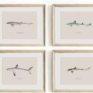 Shark Wall Art, Vintage Shark Prints, Shark Art Prints, Shark Wall Art for Boy&#39;s Nursery, Shark Nursery Art, Nautical Decor or Coastal Decor