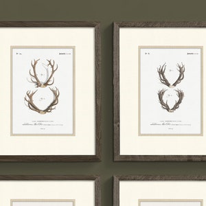 Vintage Animal Deer Art Prints for Hunters w. Deer Antlers, Deer Print for Cabin Decor, Office, or Man Cave, Rustic Decor Deer Hunting Art