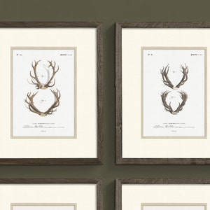 Unframed Rustic Deer Art Print - Office Decor - Cabin Wall Art - Gift for Hunter - Vintage Cottagecore - Set of 1,3,4 or 6 - Not Photo Paper