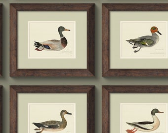 Vintage 18th c. Duck Illustrations, Art Prints for Little Boy's Room or Gift for Hunter, Rustic Decor Wall Art featuring Ducks and Waterfowl