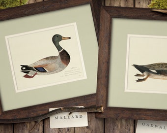 Framed Vintage 18th c. Duck Paintings, Rustic Art Prints for Boy's Room Nursery Lake House or Office, Gift for Hunter or Outdoorsman