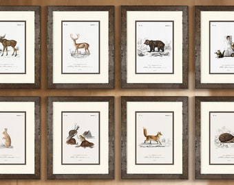 Framed Vintage Woodland Animal Art Prints perfect for Boy&#39;s Nursery, Rustic Wood Frames, Woodland Boy’s Room
