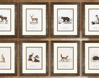 Set of 10 Vintage Woodland Animal Prints perfect for Boy's Nursery, Rustic Wood Frames, Perfect Gift for Woodland Baby Shower or Boy's Room