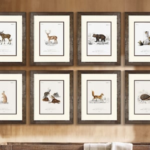 Set of 10 Vintage Woodland Animal Prints perfect for Boy's Nursery, Rustic Wood Frames, Perfect Gift for Woodland Baby Shower or Boy's Room
