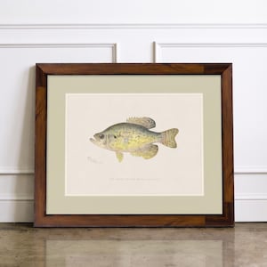 Deep South Freshwater Fish Art Prints | Vintage Illustrations on Watercolor Paper in Walnut Burl Frames