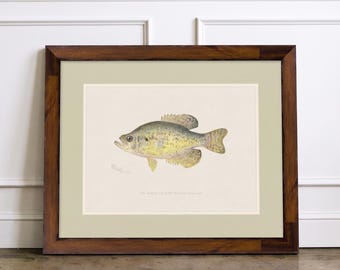 Deep South Freshwater Fish Art Prints | Vintage Illustrations on Watercolor Paper in Walnut Burl Frames