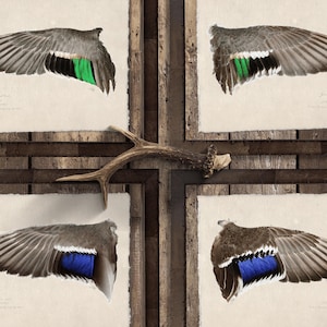 Illustrated Duck Wing Artwork - Mississippi Flyway Waterfowl - Fine Art Prints on Deckled Paper - Rustic Wall Decor for Hunters