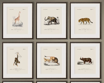 Safari Animal Prints, Vintage Animal Prints, Safari Nursery Art, Animal Wall Art, Nursery Wall Art, Safari Nursery Prints, Animal Art Print