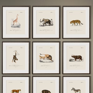 Adorables estampados de animales de safari para la decoración de la habitación de un bebé: arte de estilo vintage, arte de pared para habitación de un bebé.