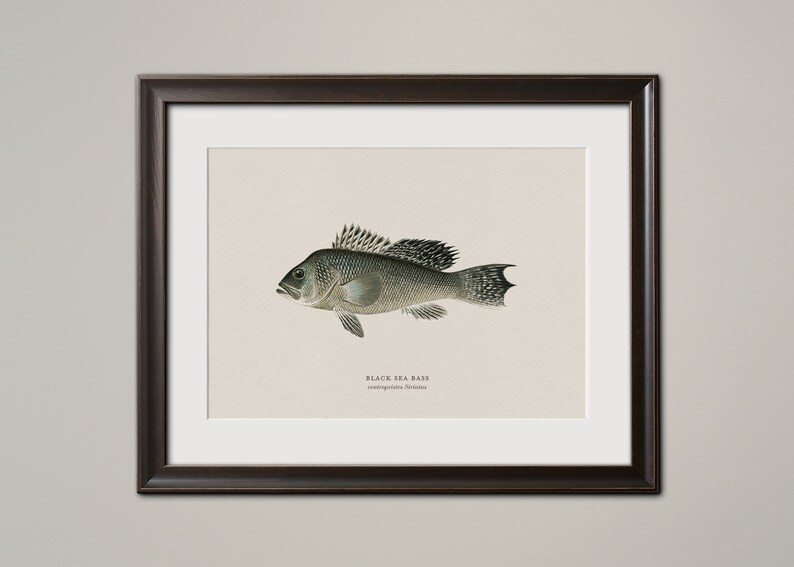 Vintage Animal Saltwater Fish Wall Art, Vintage Finish Sea Bass Snapper Grouper Nautical Underwater Beach House Decoration Fisherman Gift Black Sea Bass