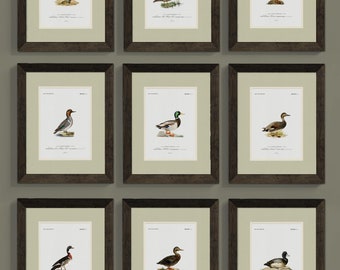 Framed Vintage Duck Print Art for Man Cave, Antique Animal Art for Office Decor, Duck Camp Rustic Duck Wall Art for Lake House or Cabin