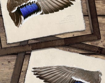 Custom Framed Illustrated Mallard Duck Wing Studies in Burl Wood Frame, Rustic Fine Art for Lake House, Gift for Hunter, Hunting Decor