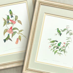 Arte di colibrì (fino a 6; con o senza cornice) – Illustrazioni di uccelli antichi d'epoca – Set da parete per gallerie – Decorazione da parete con stampe naturalistiche Cottagecore
