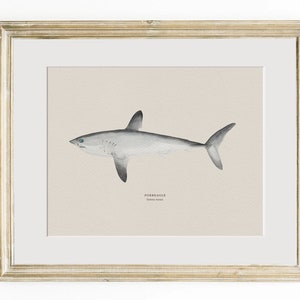 Pu&ograve; includere: Un'illustrazione ad acquerello di uno squalo verdesca, un tipo di squalo mako, con un corpo grigio chiaro e pinne grigio scuro. L'illustrazione &egrave; incorniciata in una cornice di legno chiaro.