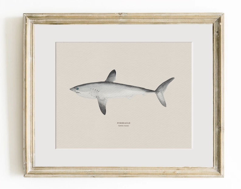 Pu&ograve; includere: Un'illustrazione ad acquerello di uno squalo verdesca, un tipo di squalo mako, con un corpo grigio chiaro e pinne grigio scuro. L'illustrazione &egrave; incorniciata in una cornice di legno chiaro.