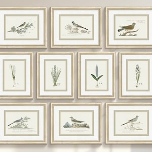 Botanicals & Birds: set di 10 stampe artistiche da parete antiche con motivi botanici e uccelli, stampe artistiche d'archivio su carta per acquerello italiana importata