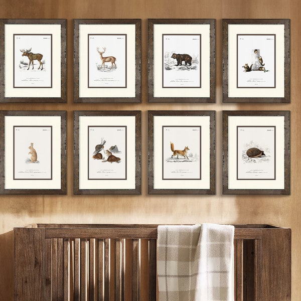 Set of 10 Vintage Woodland Animal Prints perfect for Boy's Nursery, Rustic Wood Frames, Perfect Gift for Woodland Baby Shower or Boy's Room