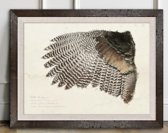 Wild Turkey Wing Study Original Art – Artist Grade Print in a Real Wood Burl Frame