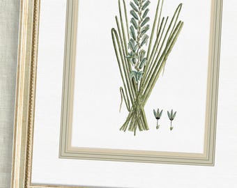 Pájaros en acuarela + Galería de arte botánico para pared – Azules y verdes neutros sobre papel de acuarela italiano