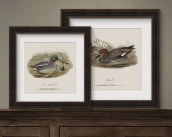 Stampe vintage di anatre per il tuo campo di caccia, arte per la tua stanza dei giochi, arredamento per ufficio, arte per il campo di caccia alle anatre, arte rustica con anatre da parete per la casa sul lago