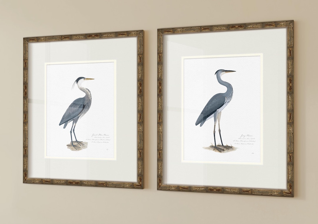 Vintage Sea Bird Prints, Coastal Art, Beach House Decor, Sea Gull Art ...