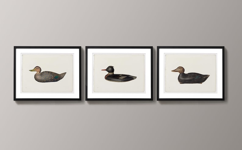 May include: Three framed prints of ducks, each with a different species. The first duck is a teal duck with a green head and a brown body. The second duck is a black and white duck with a red beak. The third duck is a black duck with a yellow beak.