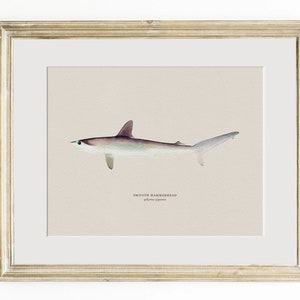 Pu&ograve; includere: Un'illustrazione ad acquerello di uno squalo martello liscio, *Sphyrna zygaena*, in una cornice marrone chiaro. Lo squalo &egrave; raffigurato in grigio chiaro con una testa e pinne grigie pi&ugrave; scure.