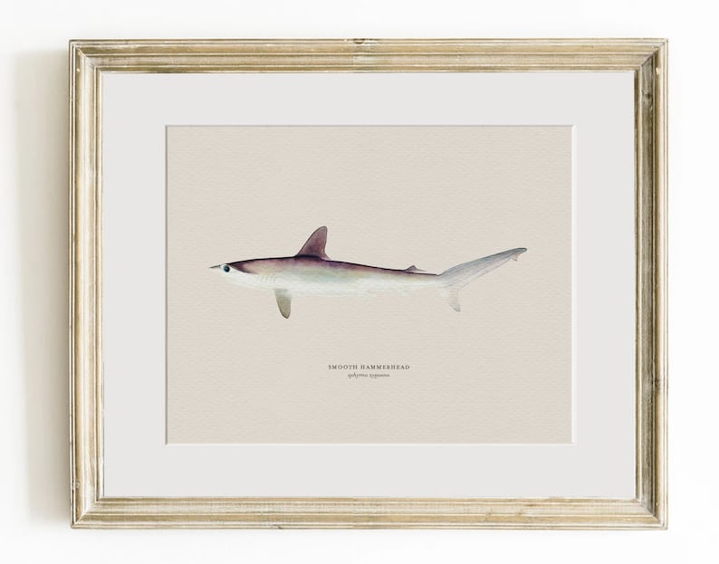 Pu&ograve; includere: Un'illustrazione ad acquerello di uno squalo martello liscio, *Sphyrna zygaena*, in una cornice marrone chiaro. Lo squalo &egrave; raffigurato in grigio chiaro con una testa e pinne grigie pi&ugrave; scure.