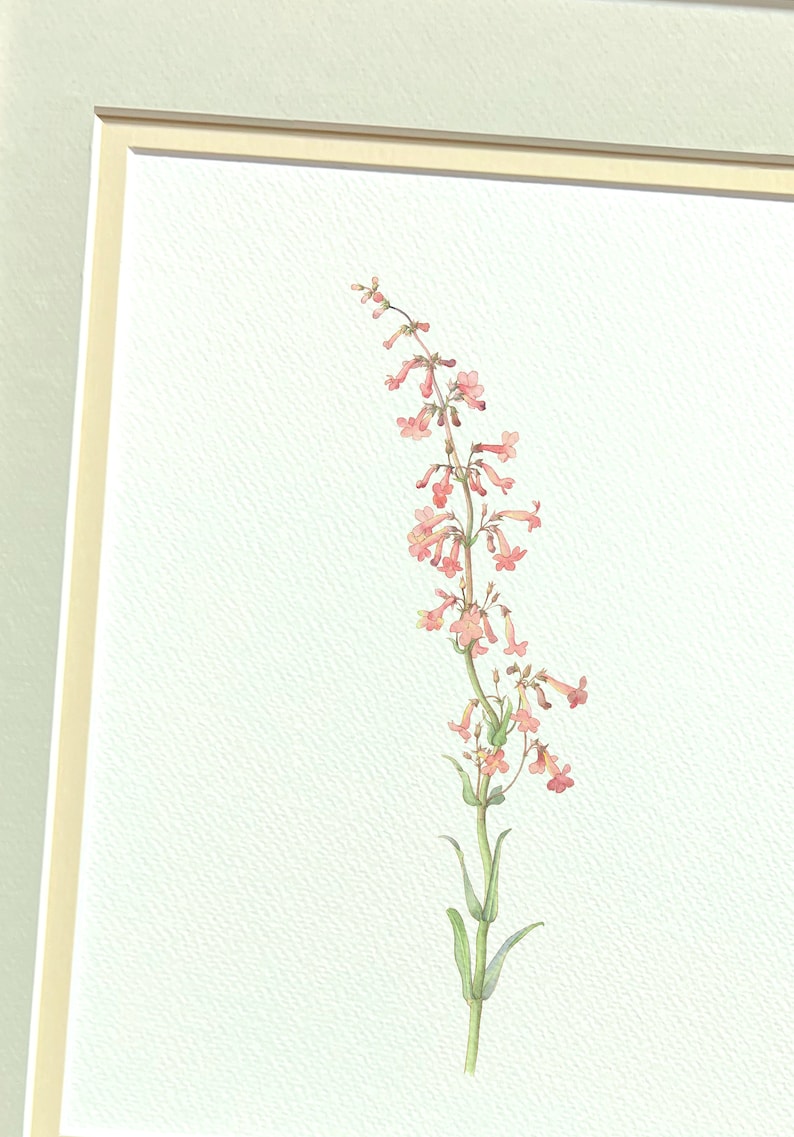 May include: A watercolor painting of a pink flower with green leaves on a white background.