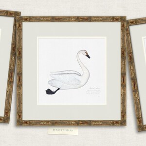 Vintage Sea Bird Prints, Coastal Art, Beach House Decor, Sea Gull Art ...