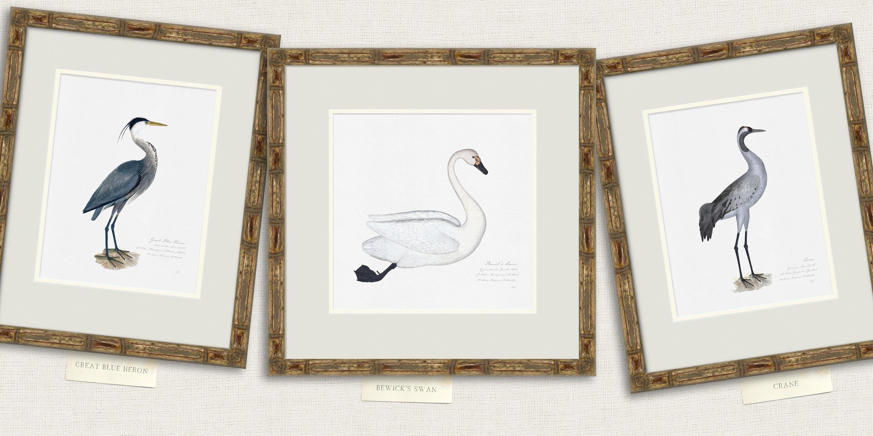 Vintage Sea Bird Prints, Coastal Art, Beach House Decor, Sea Gull Art ...